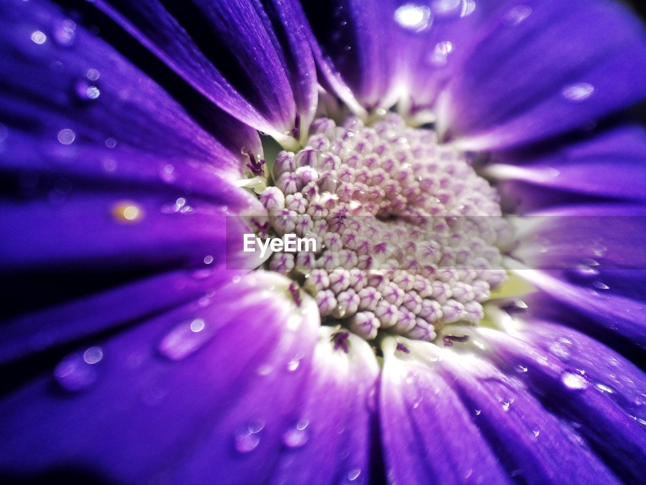 CLOSE-UP OF PURPLE FLOWER