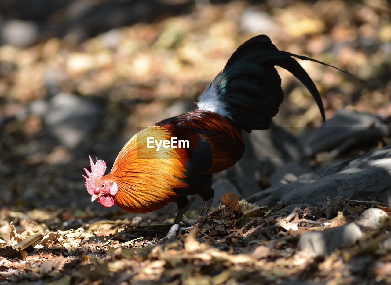 CLOSE-UP OF A DUCK ON FIELD