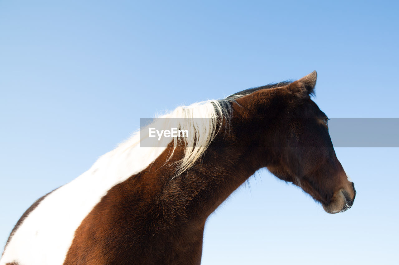 Horse standing against clear blue sky