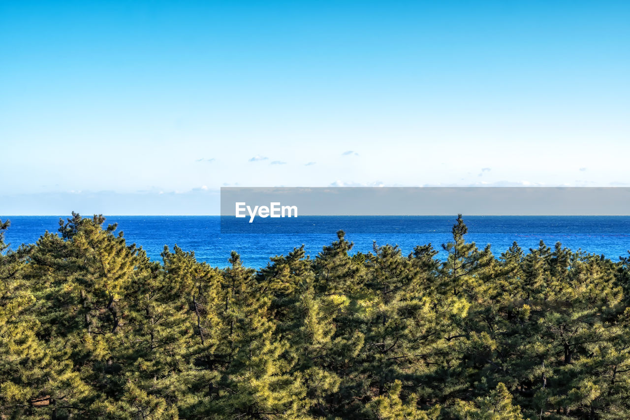 The view of gangmun beach covered in pine trees viewed from above. taken in gangneung, south korea