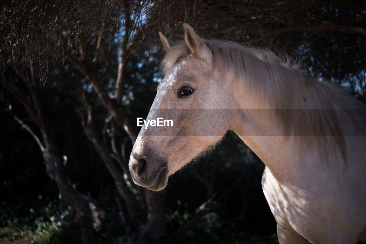 Close-up of horse in ranch