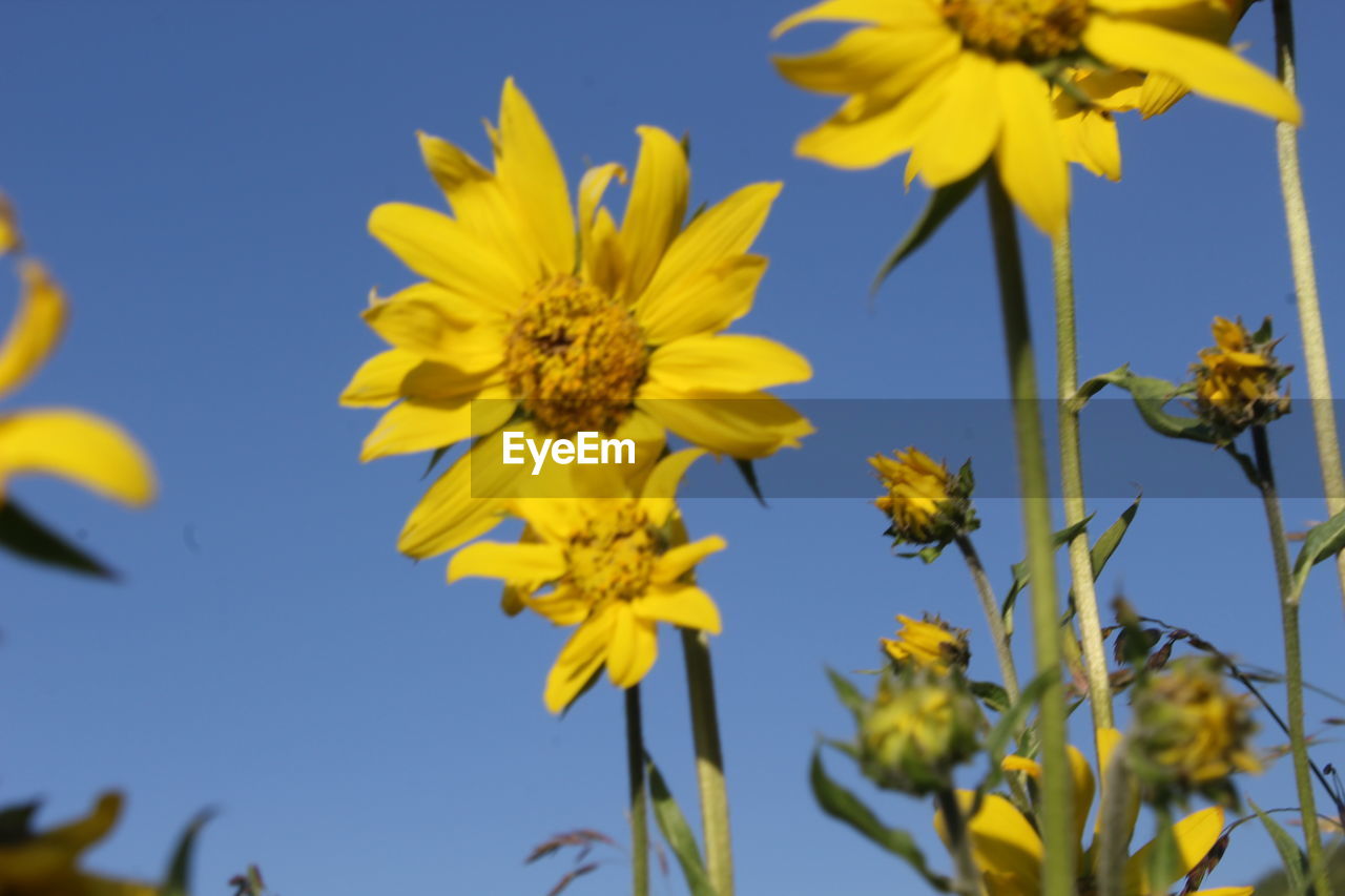 CLOSE-UP OF YELLOW FLOWERING PLANT AGAINST CLEAR SKY