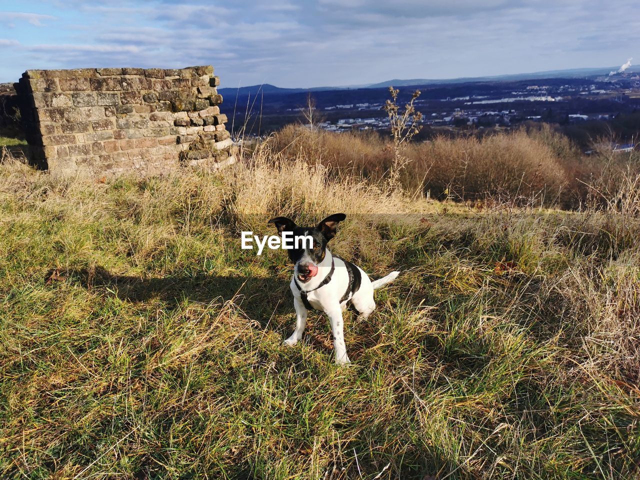 dog running on grassy field