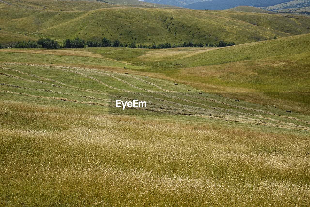 Scenic view of agricultural field