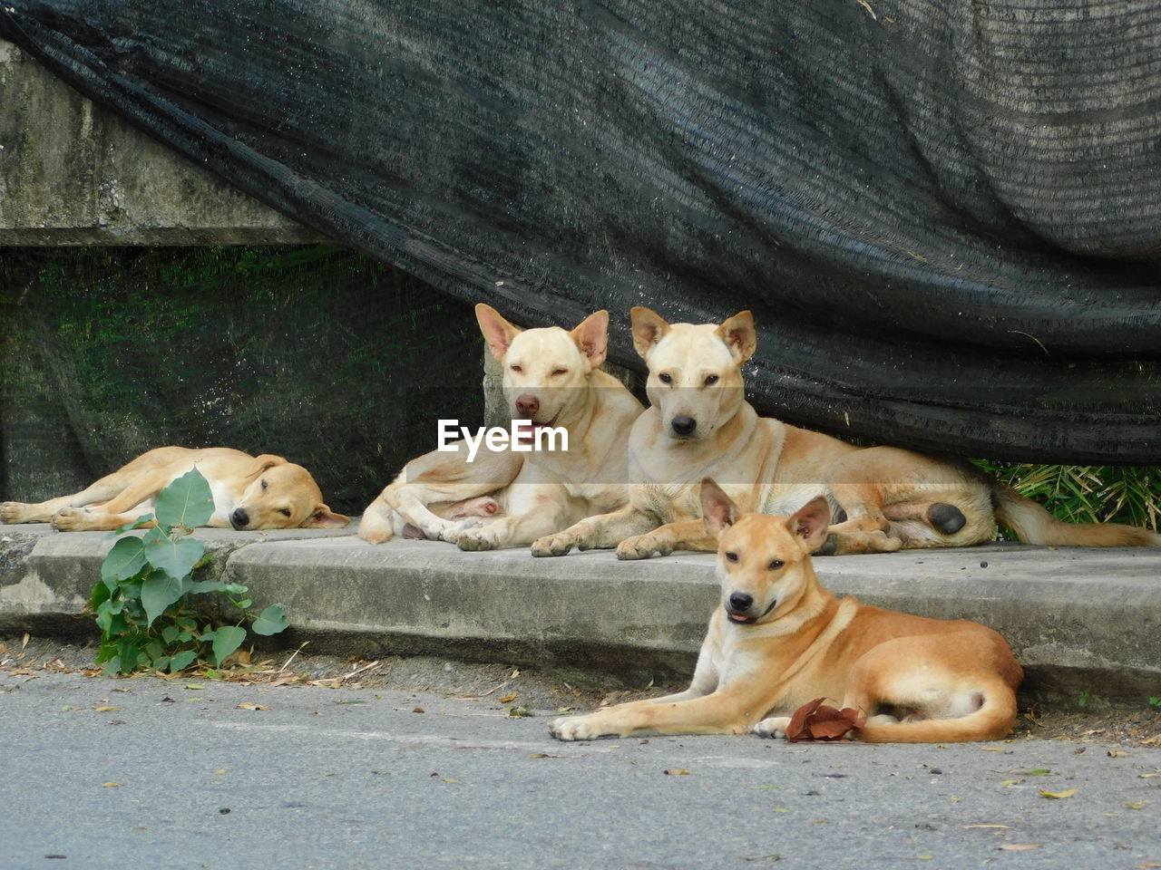 PORTRAIT OF DOG LYING DOWN