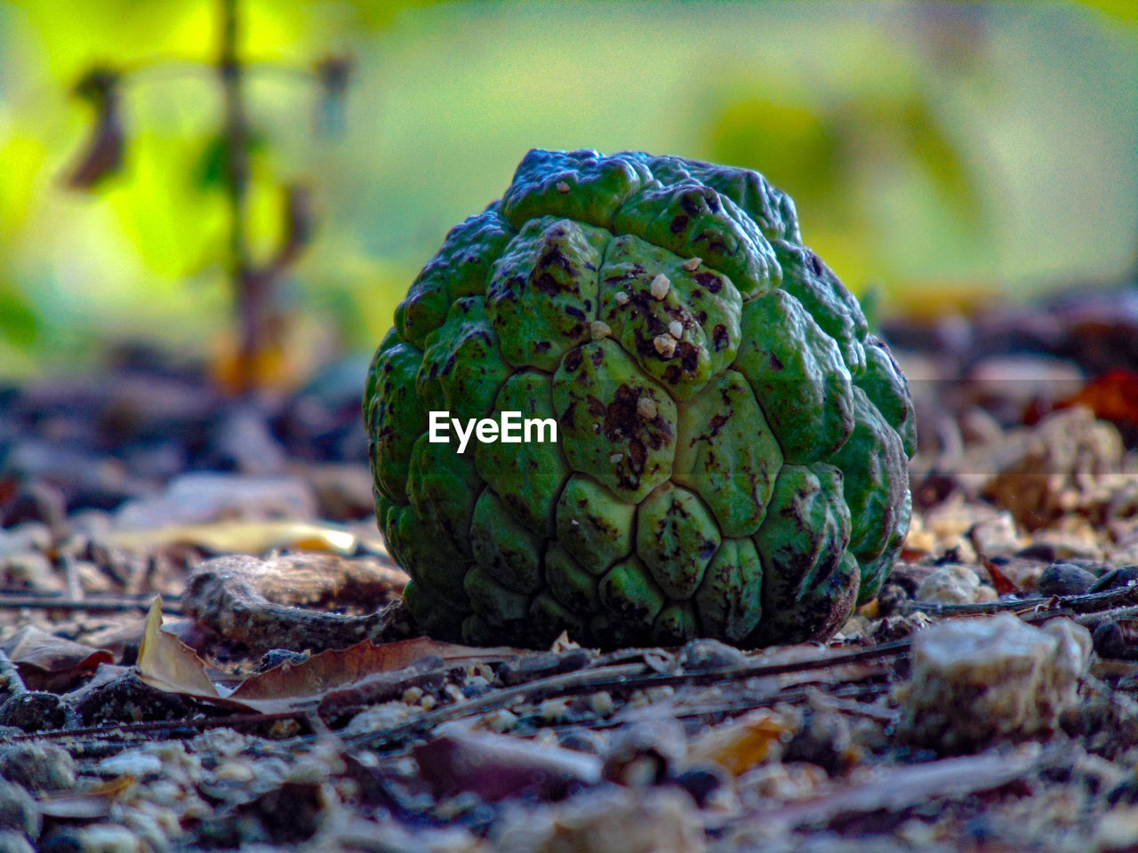 Close-up of fruit growing on field