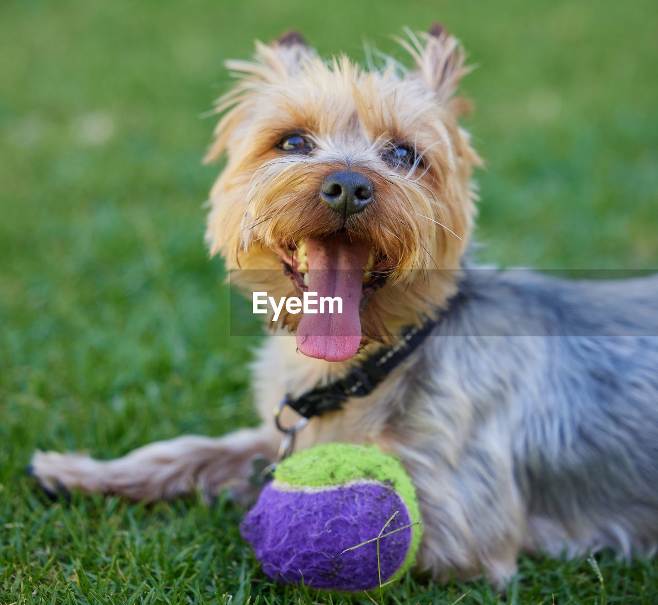 close-up of dog sitting on grassy field