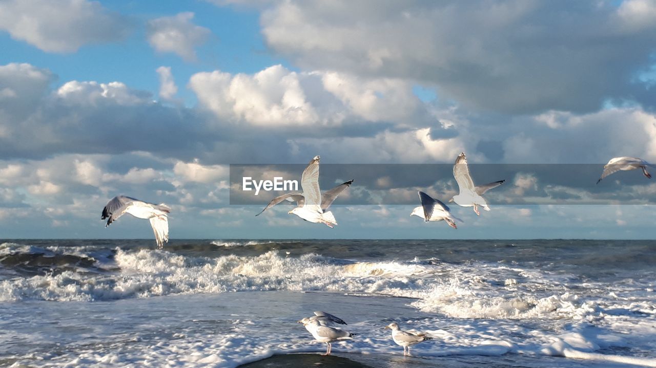 Seagulls flying over sea against sky