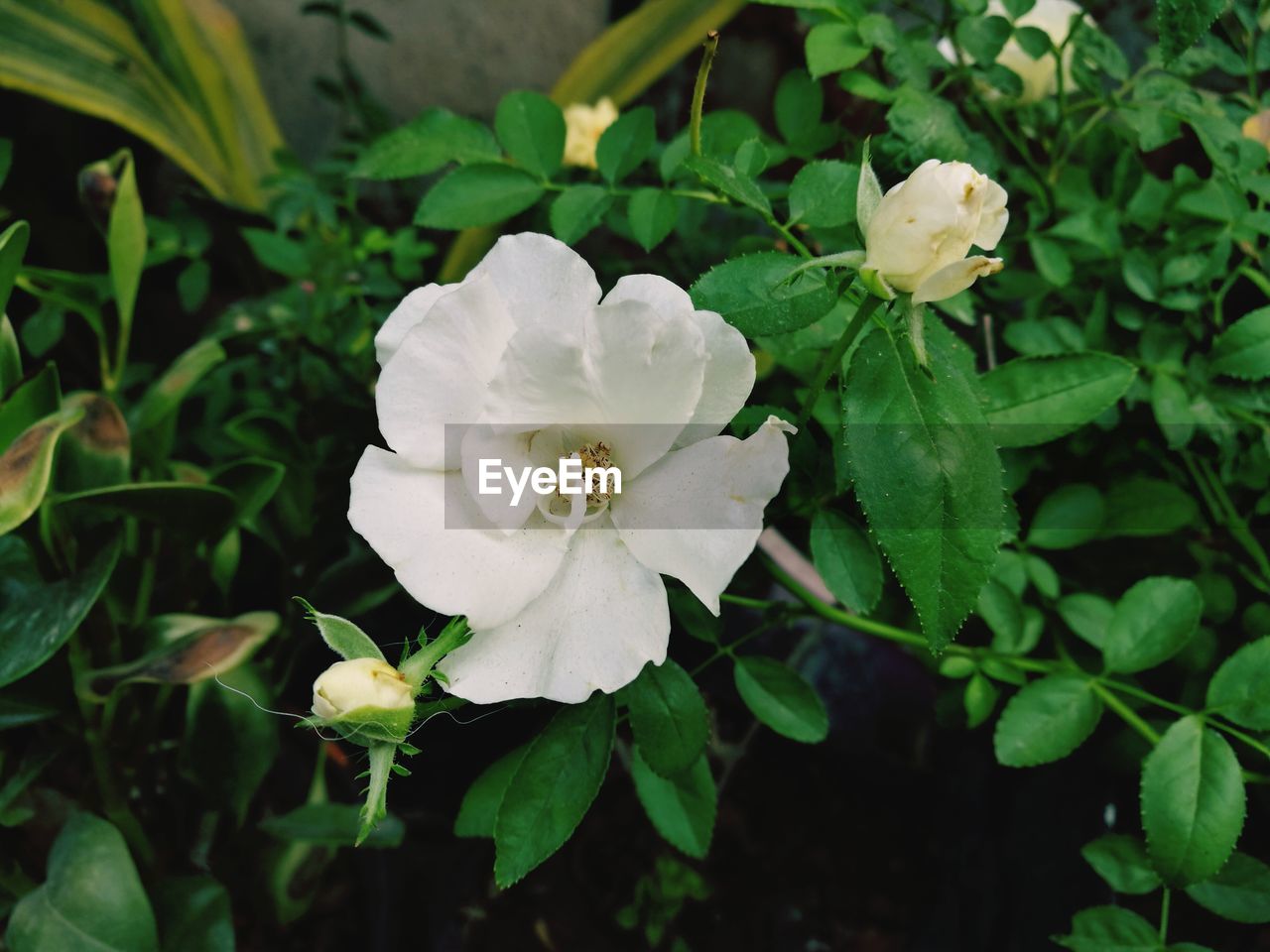 CLOSE-UP OF WHITE FLOWERS