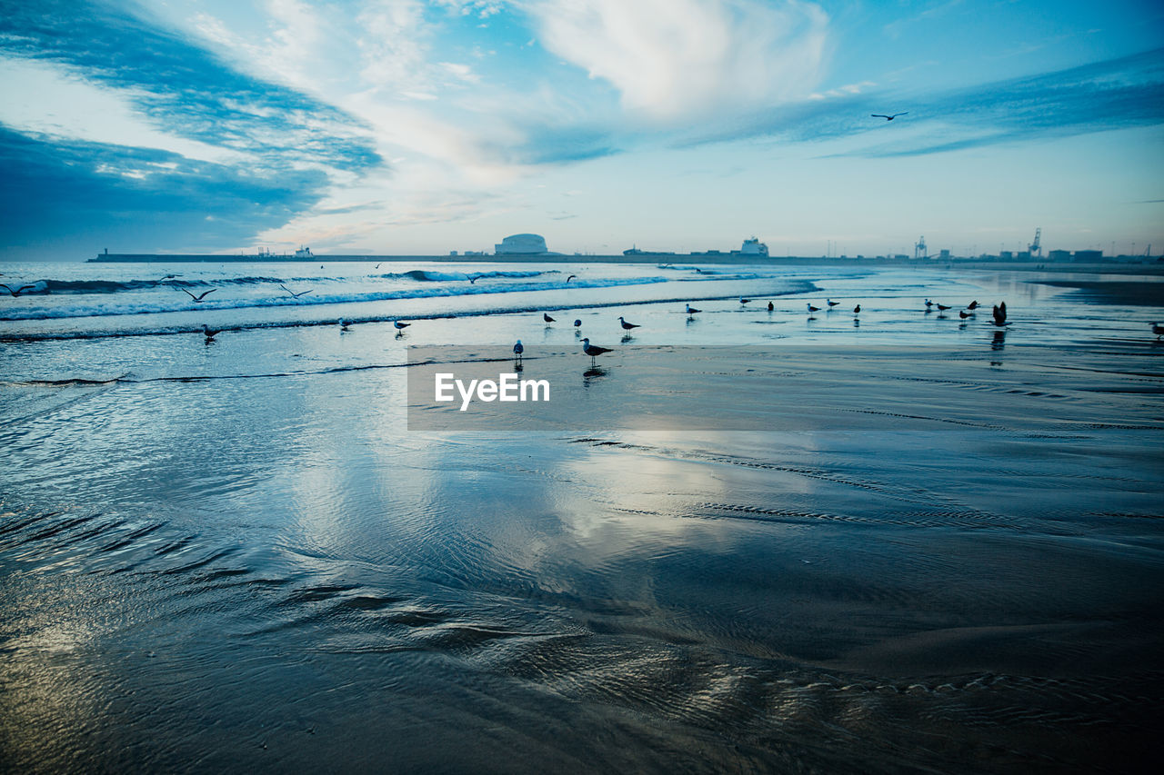 Flock of birds on beach