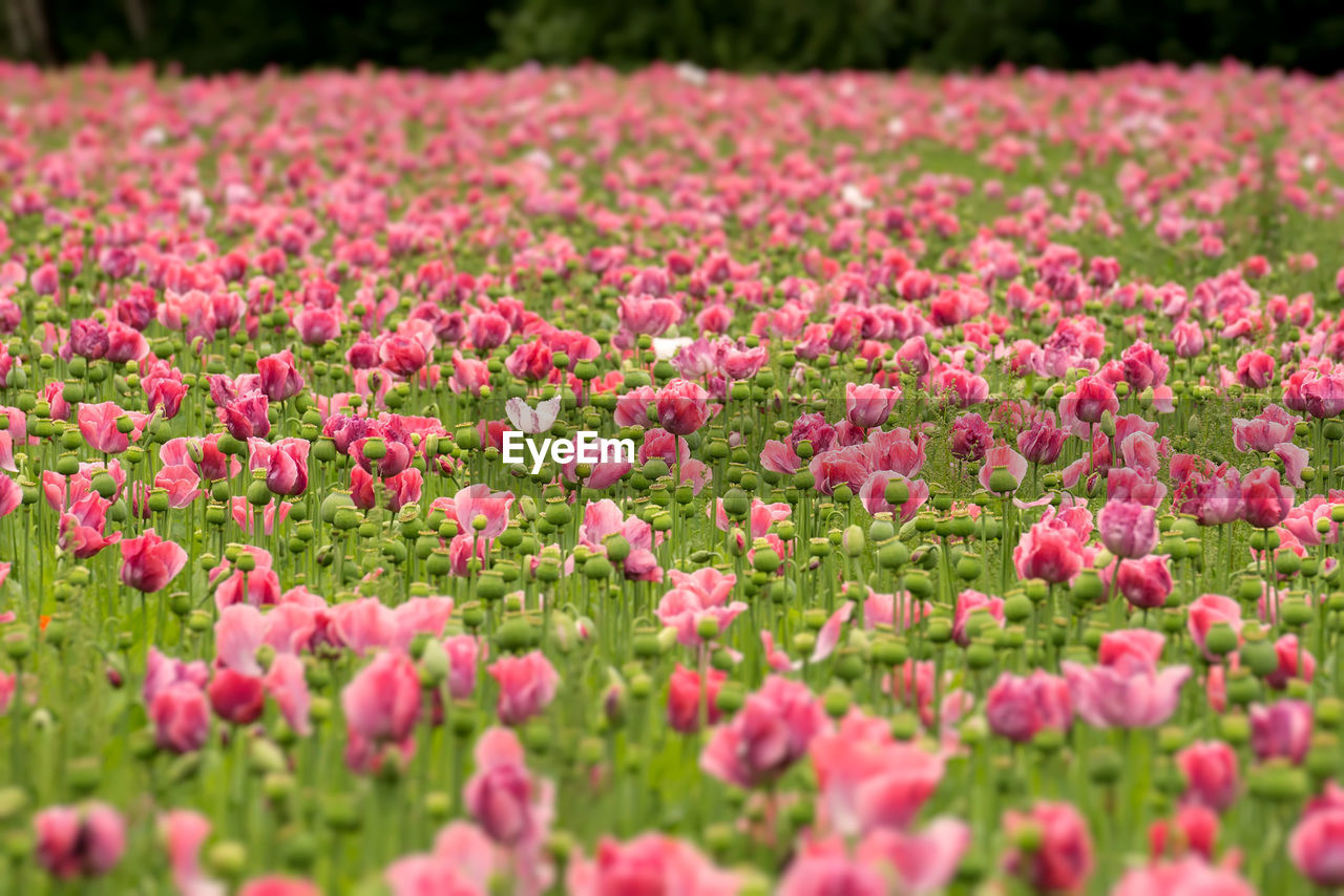 Close-up of pink flowers blooming on field