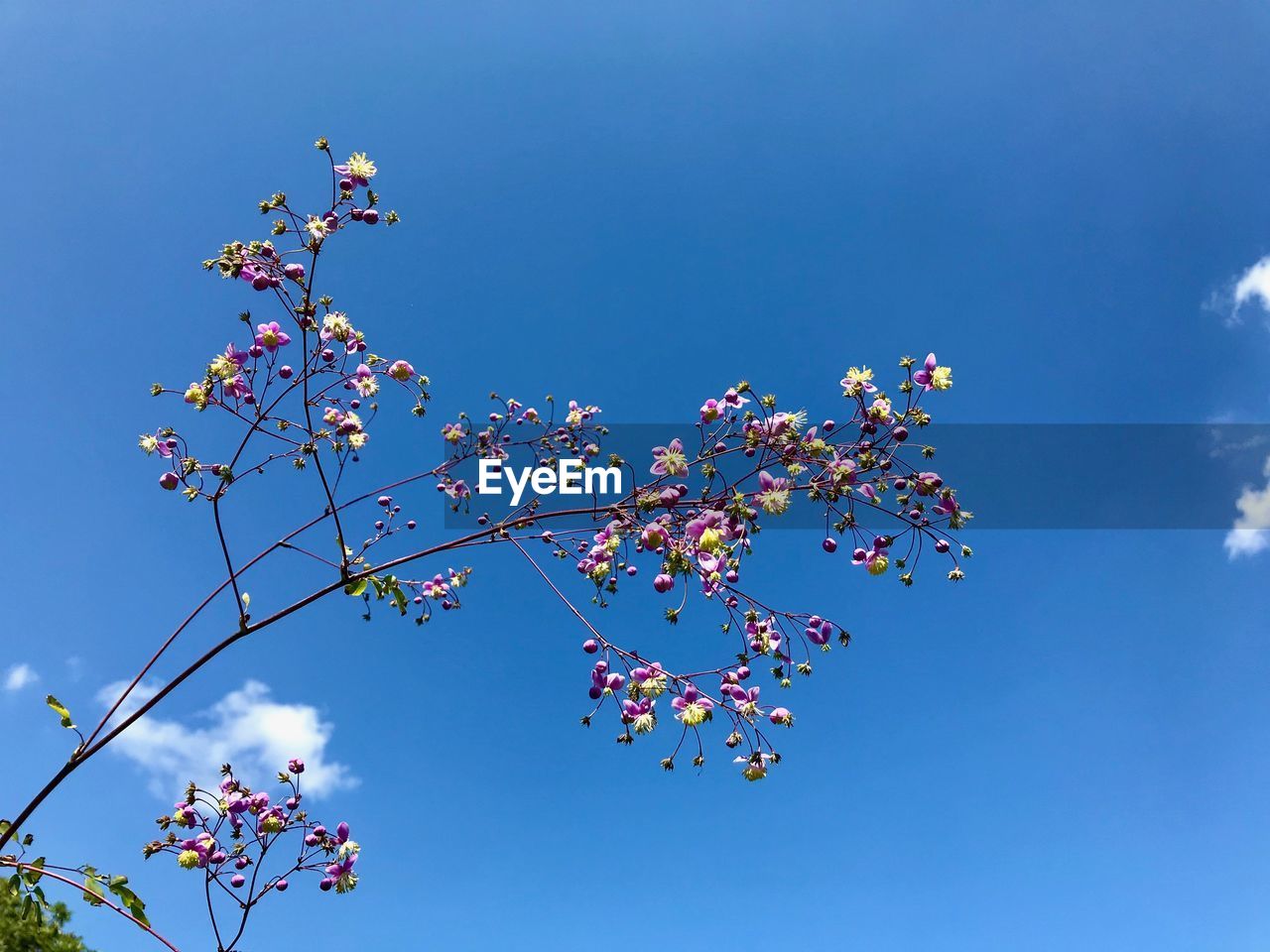 Low angle view of cherry blossom against blue sky
