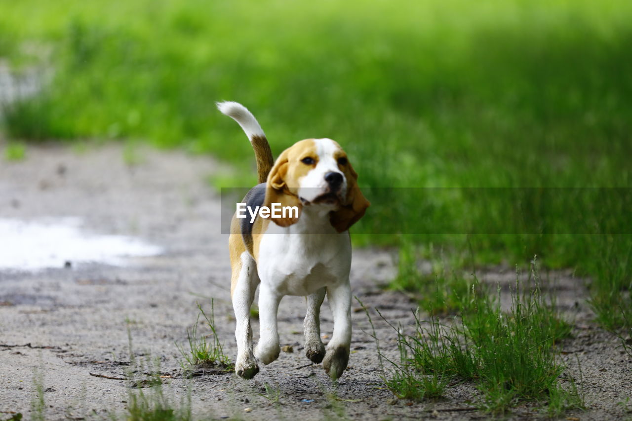 DOG RUNNING IN THE FIELD