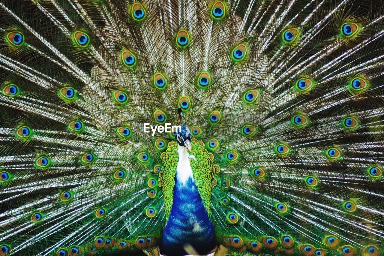 FULL FRAME SHOT OF PEACOCK WITH FEATHERS