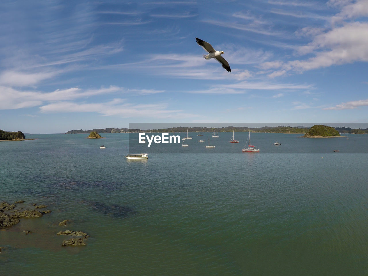 Seagull flying over sea against sky