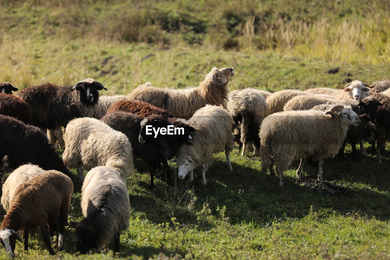 animal themes, animal, mammal, livestock, sheep, group of animals, domestic animals, pasture, herd, grass, grazing, agriculture, plant, wildlife, nature, field, land, large group of animals, animal wildlife, no people, pet, flock of sheep, herding, landscape, plain, environment, grassland, outdoors, wool, day, herbivorous, rural area, rural scene