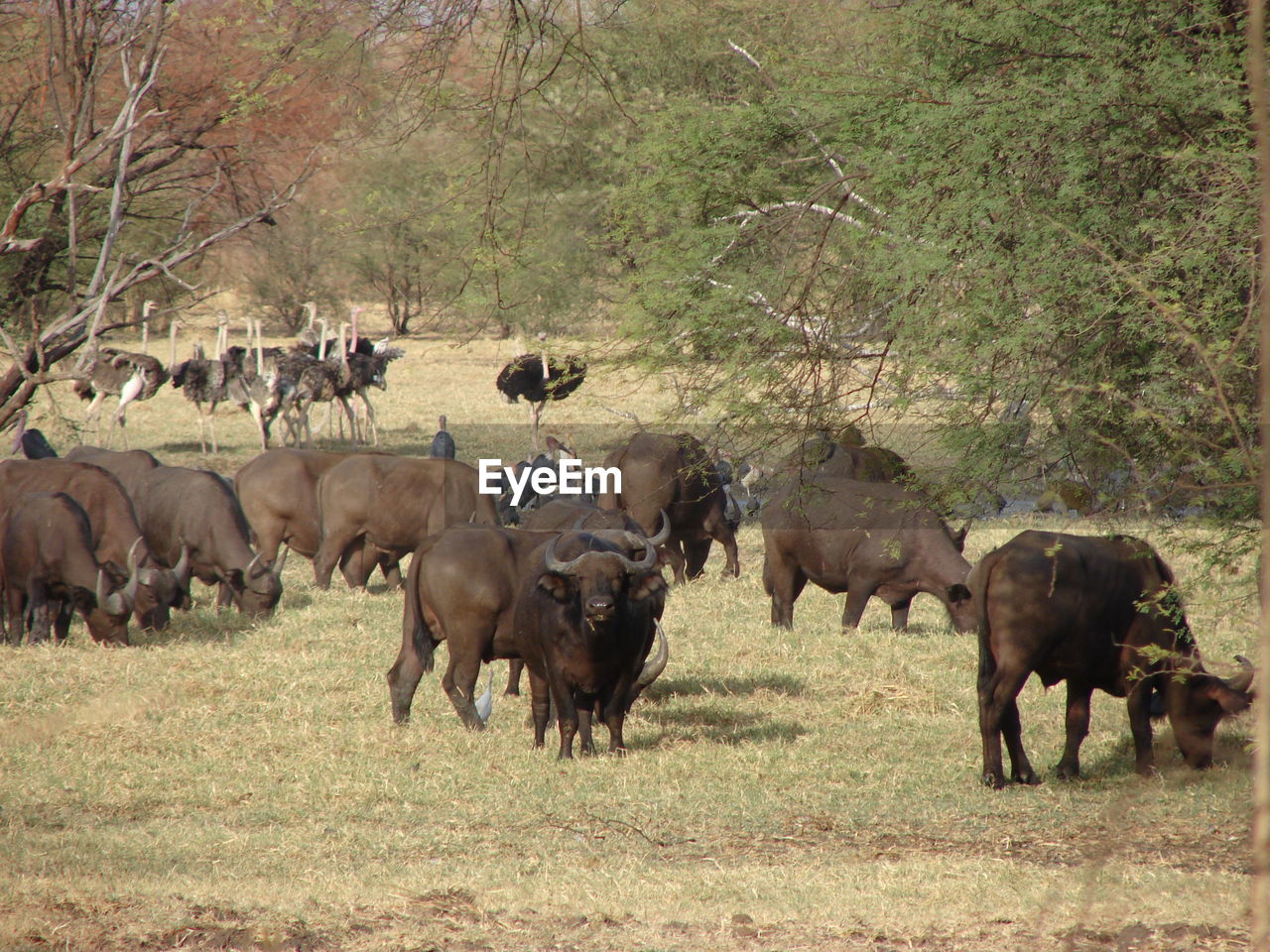 HERD OF HORSES ON FIELD