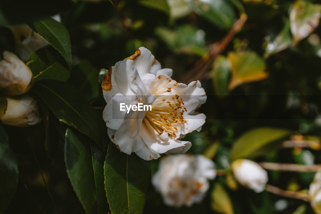 plant, flower, flowering plant, beauty in nature, blossom, white, nature, freshness, growth, petal, leaf, plant part, fragility, close-up, flower head, inflorescence, shrub, tree, springtime, botany, no people, macro photography, branch, yellow, pollen, camellia sasanqua, outdoors, focus on foreground, rose, burnet rose, day