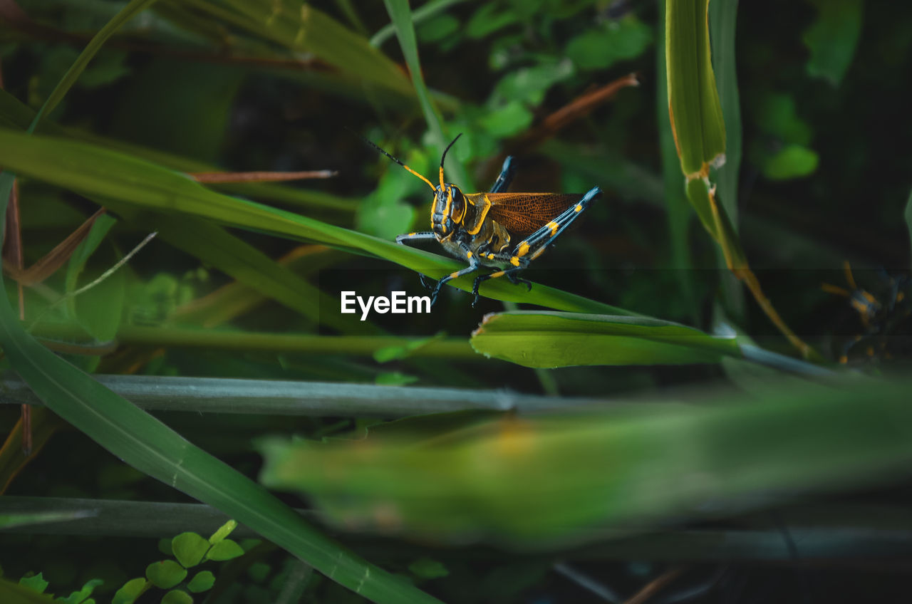 Close-up of butterfly on leaf