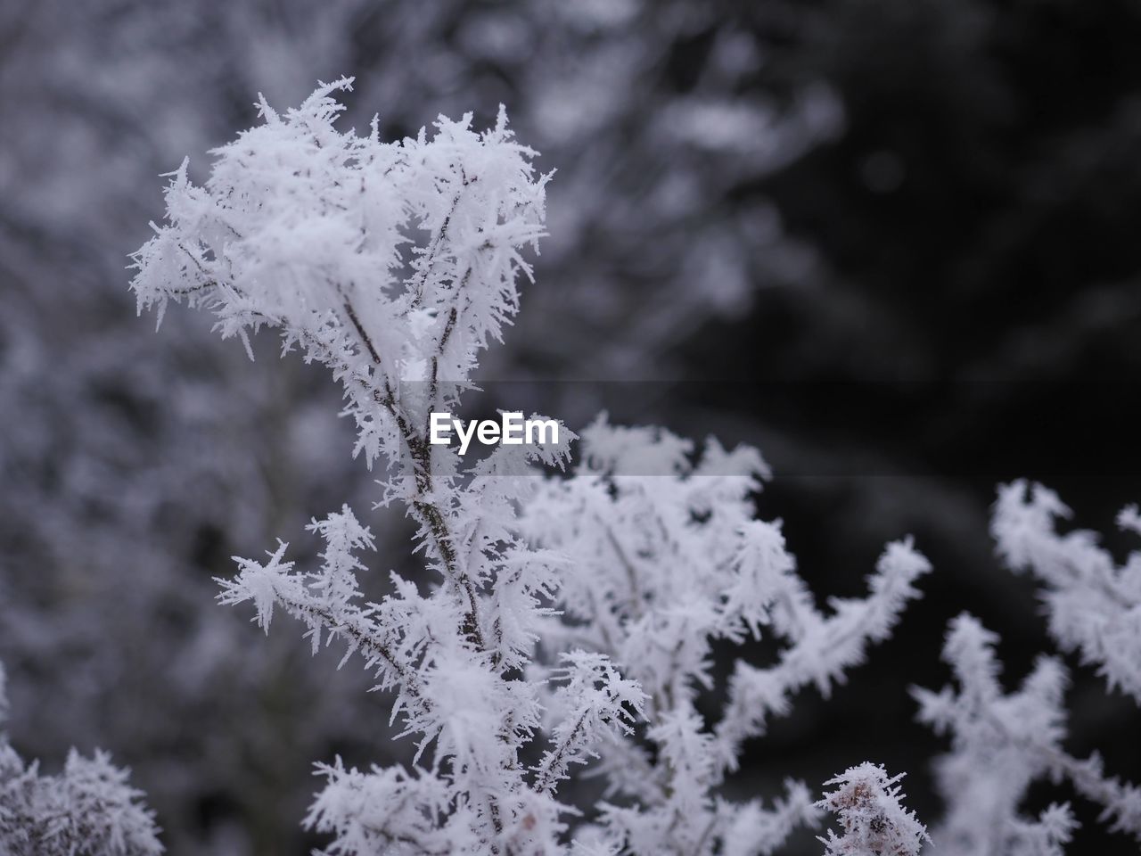 frost, cold temperature, snow, freezing, winter, plant, branch, nature, beauty in nature, black and white, frozen, close-up, focus on foreground, ice, monochrome, snowflake, no people, tree, white, monochrome photography, flower, macro photography, outdoors, leaf, growth, day, environment, fragility, coniferous tree, land, freshness, pinaceae, tranquility, flowering plant