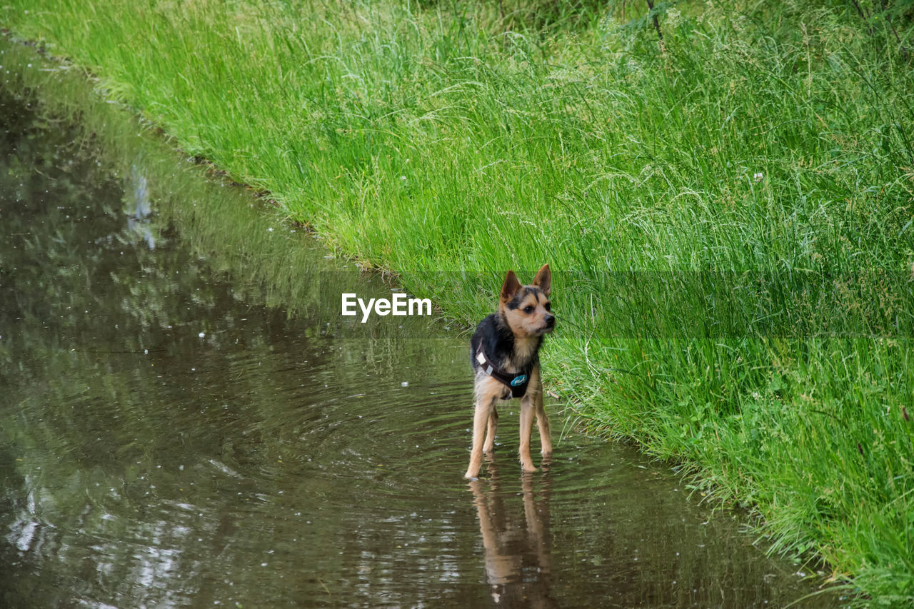 Dog in a river