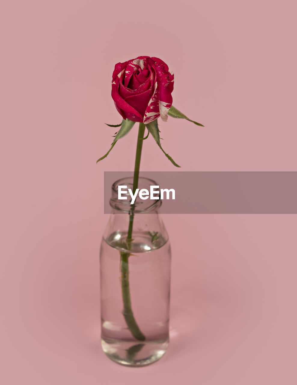 flower, plant, flowering plant, pink, studio shot, rose, nature, beauty in nature, indoors, freshness, colored background, fragility, no people, petal, vase, red, flower head, glass, inflorescence, bottle, single object, close-up, container