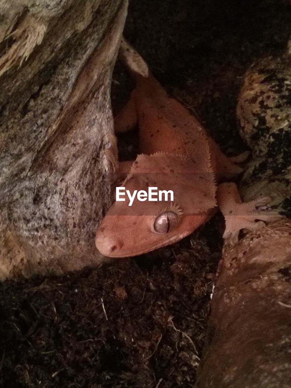 High angle view of lizard amidst rocks