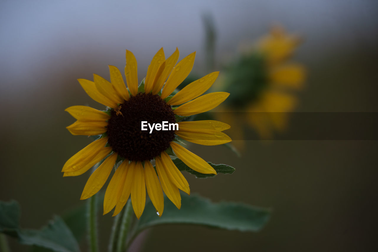 CLOSE-UP OF SUNFLOWER ON YELLOW FLOWER