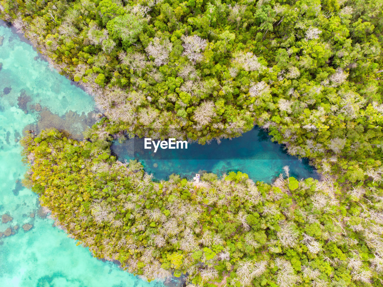 Aerial view of sea with trees