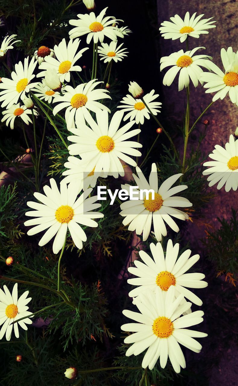 CLOSE-UP OF WHITE DAISY FLOWERS