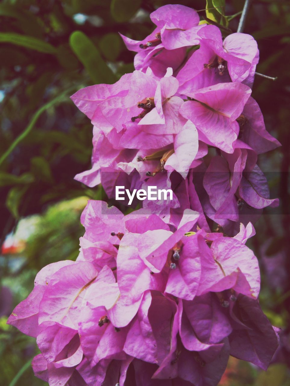 plant, flower, flowering plant, beauty in nature, pink, freshness, close-up, fragility, petal, growth, nature, inflorescence, flower head, focus on foreground, purple, no people, lilac, day, springtime, magenta, plant part, outdoors, blossom, leaf, bougainvillea, botany, tree