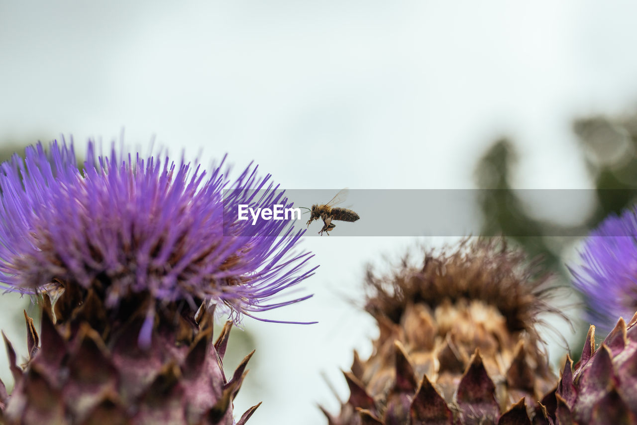 CLOSE-UP OF BEE ON THISTLE FLOWER