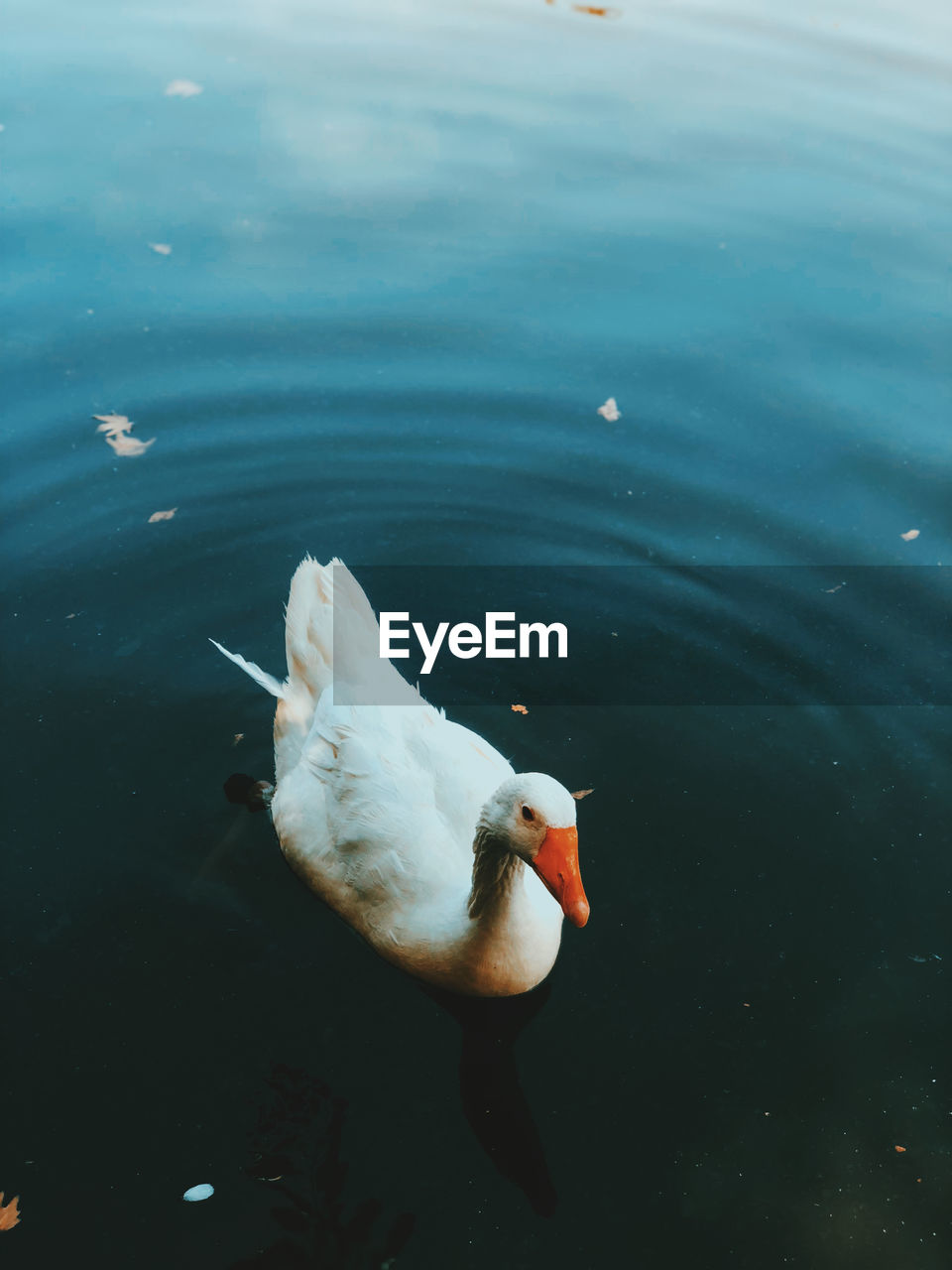 High angle view of duck swimming in lake