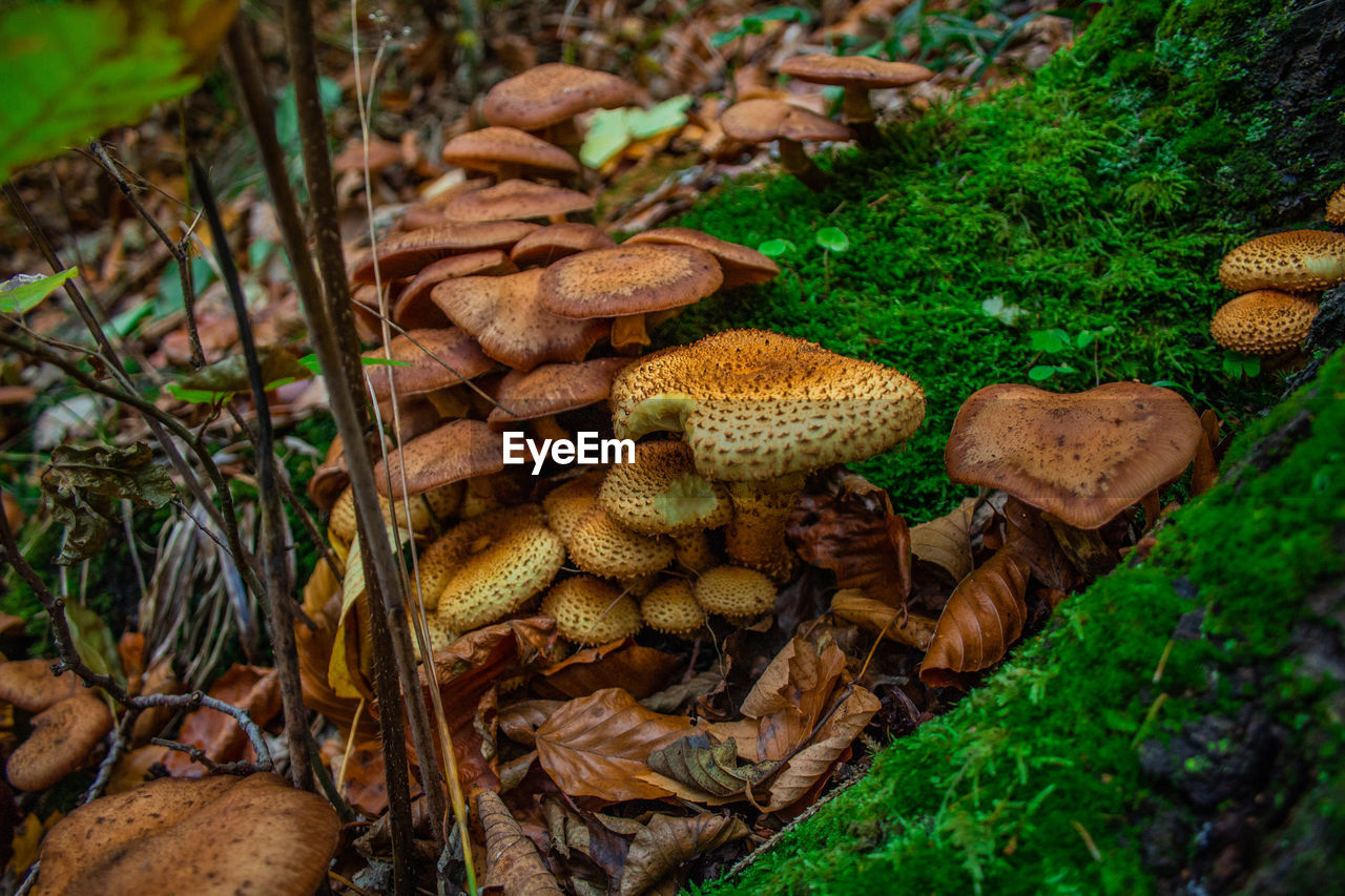 HIGH ANGLE VIEW OF MUSHROOMS ON FIELD