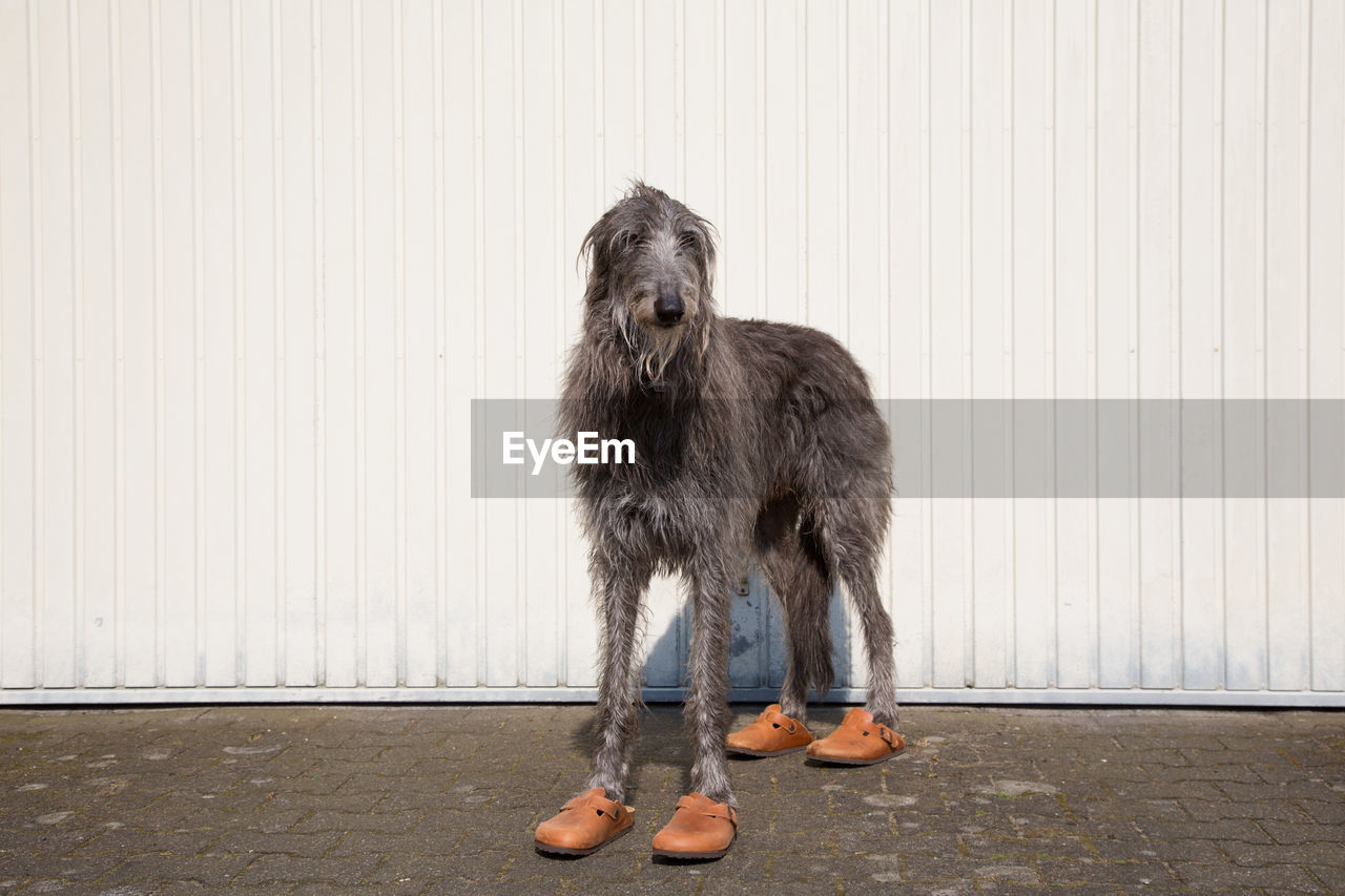 Portrait of scottish deerhound wearing shoes