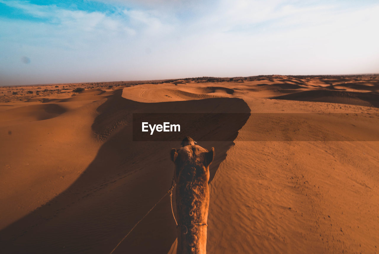Headshot of camel on sand dunes in desert