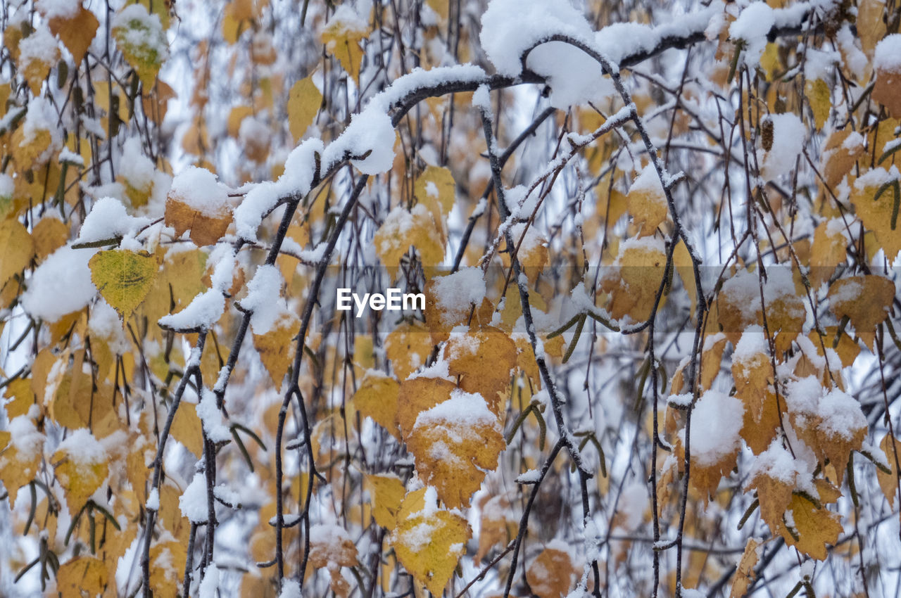 branch, winter, plant, nature, cold temperature, tree, snow, leaf, no people, day, beauty in nature, autumn, frost, spring, white, outdoors, plant part, close-up, tranquility, land, growth, sunlight, backgrounds, twig, flower, full frame, covering, focus on foreground, freezing, frozen, environment, scenics - nature