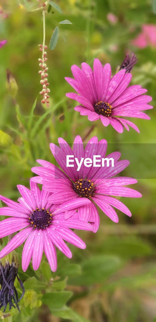 Close-up of pink flowers