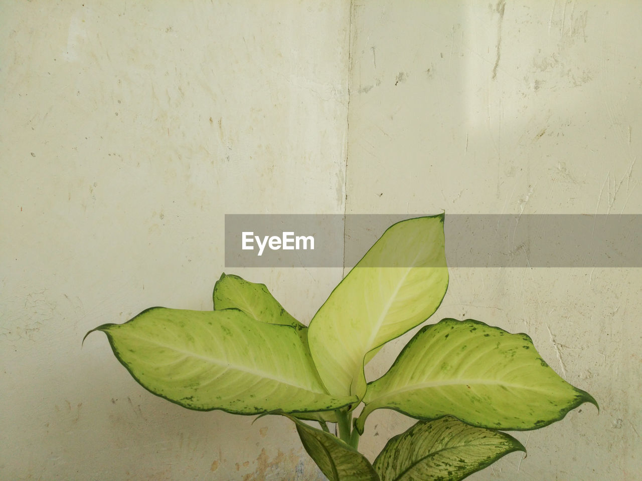 CLOSE-UP OF GREEN LEAF ON WALL