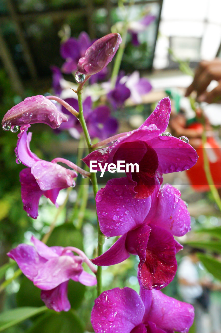 CLOSE-UP OF WATER DROPS ON PINK FLOWERS