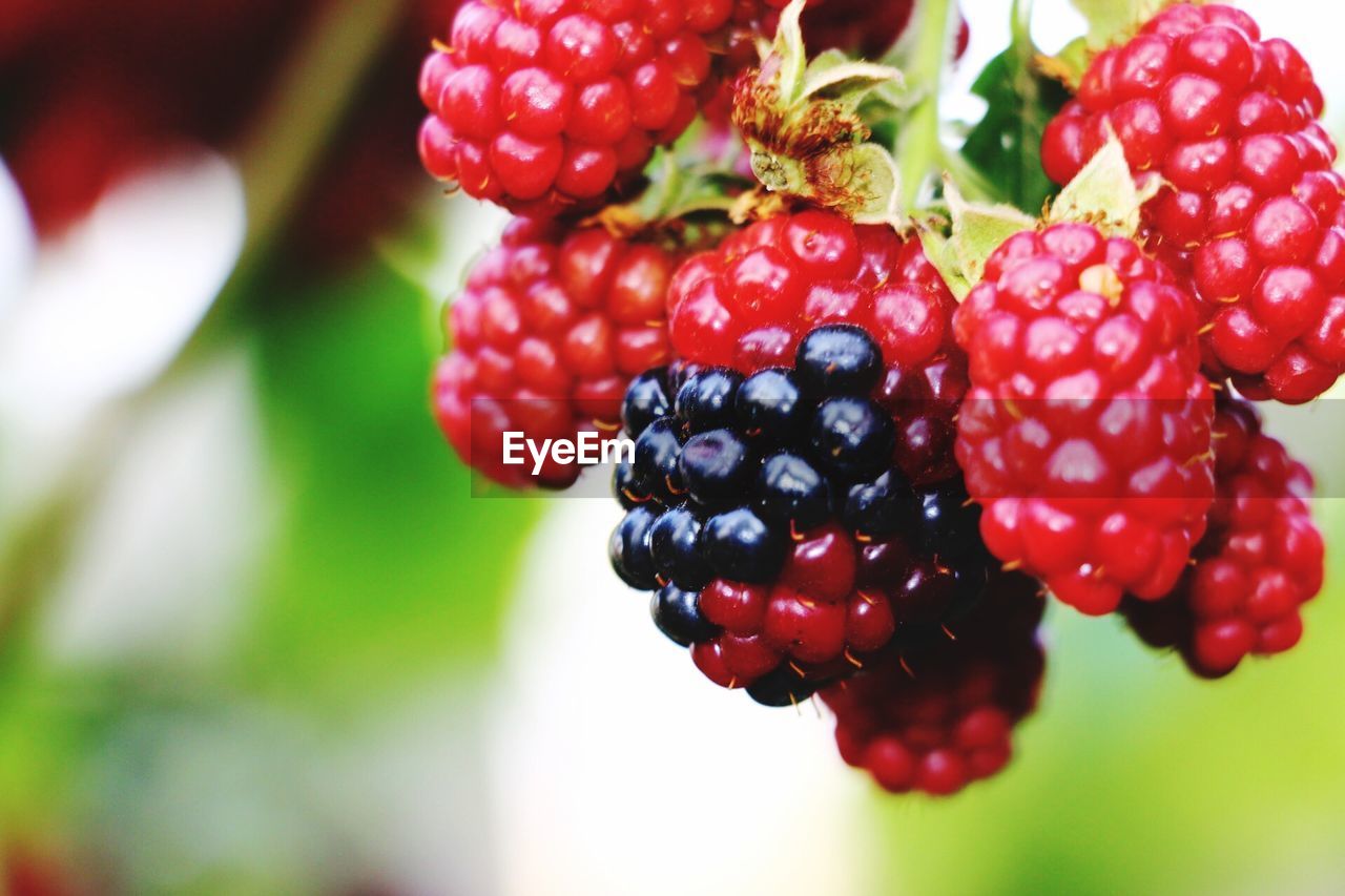 Close-up of blackberries growing on plant