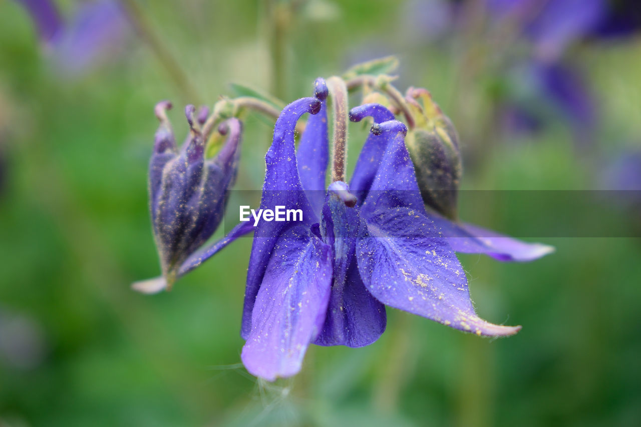 CLOSE-UP OF PURPLE IRIS FLOWER