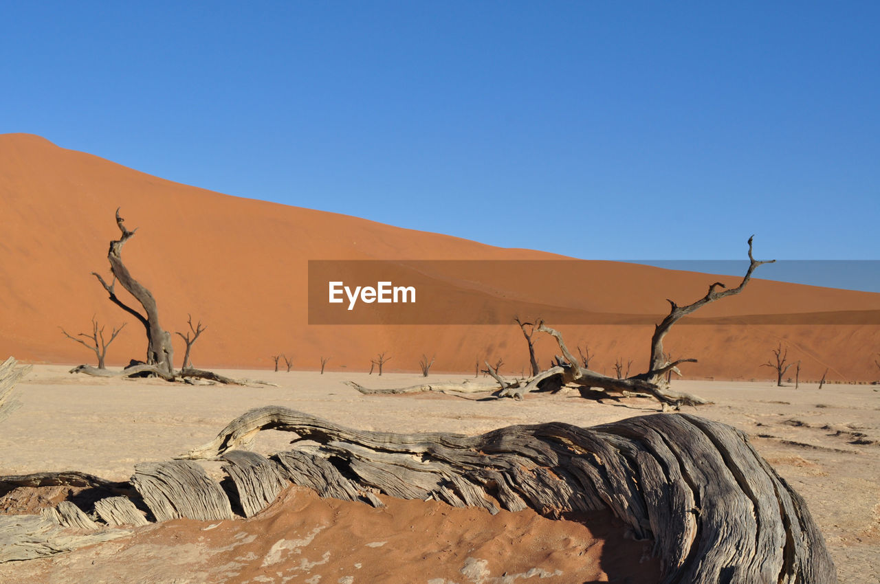 Dead trees at namib desert