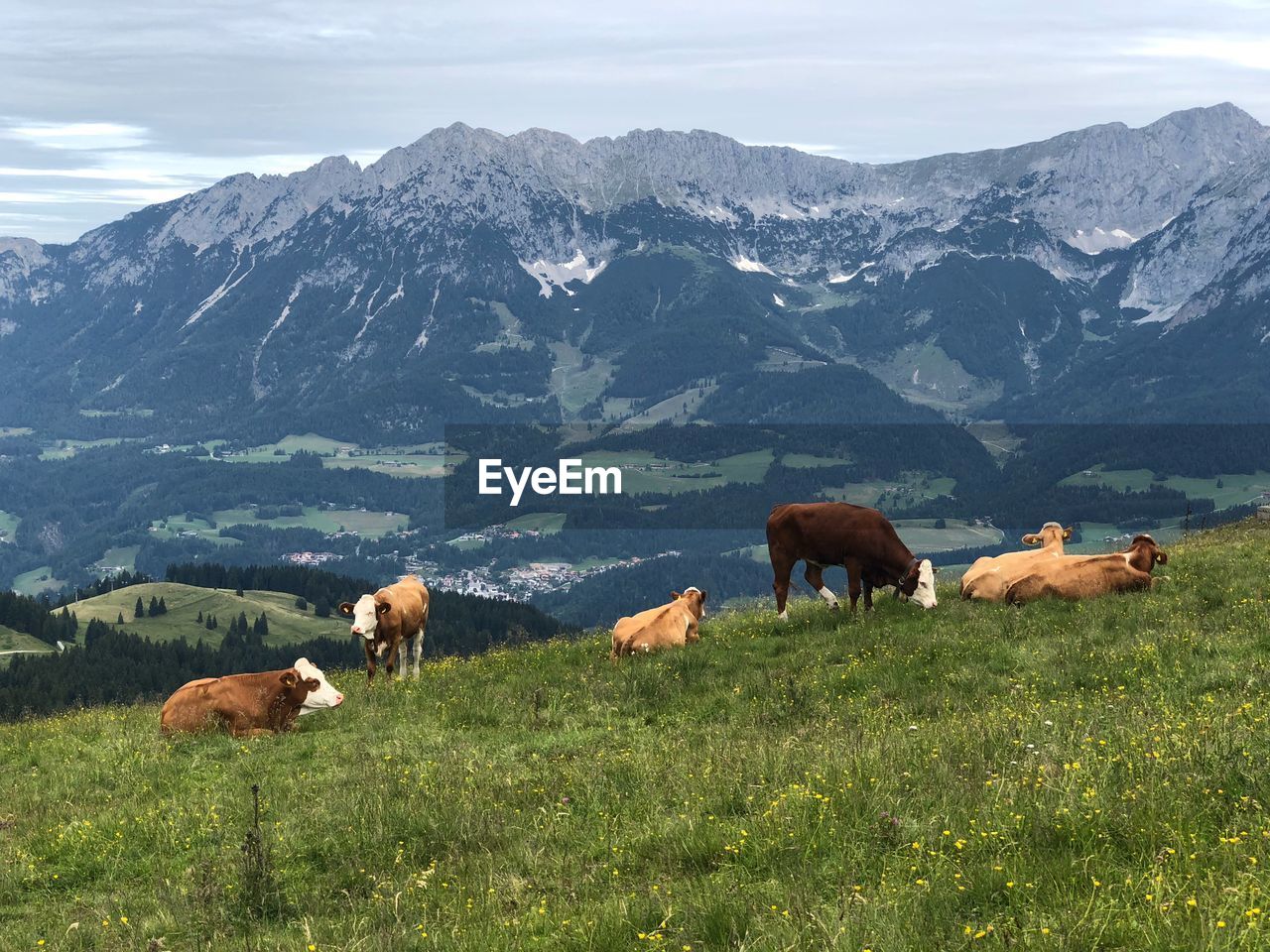 Code in a field and mountainpanorama - austria alps