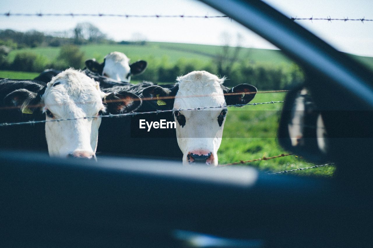 Cows seen through car window