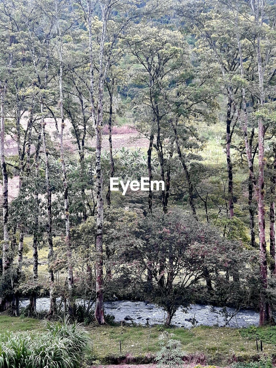 VIEW OF TREES ON FOREST