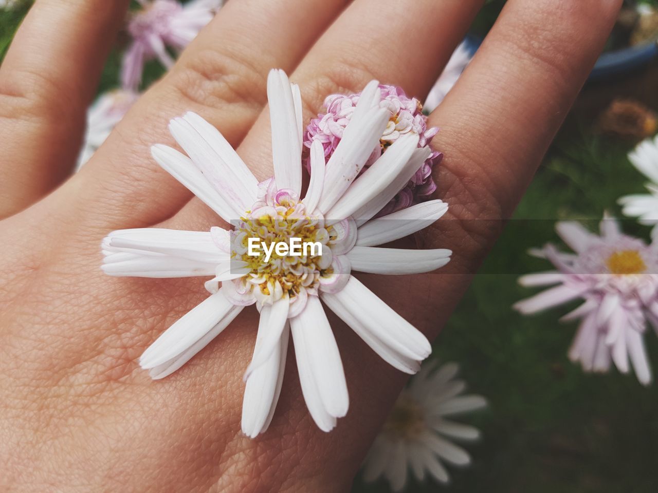 Close-up of hand holding white flowers 