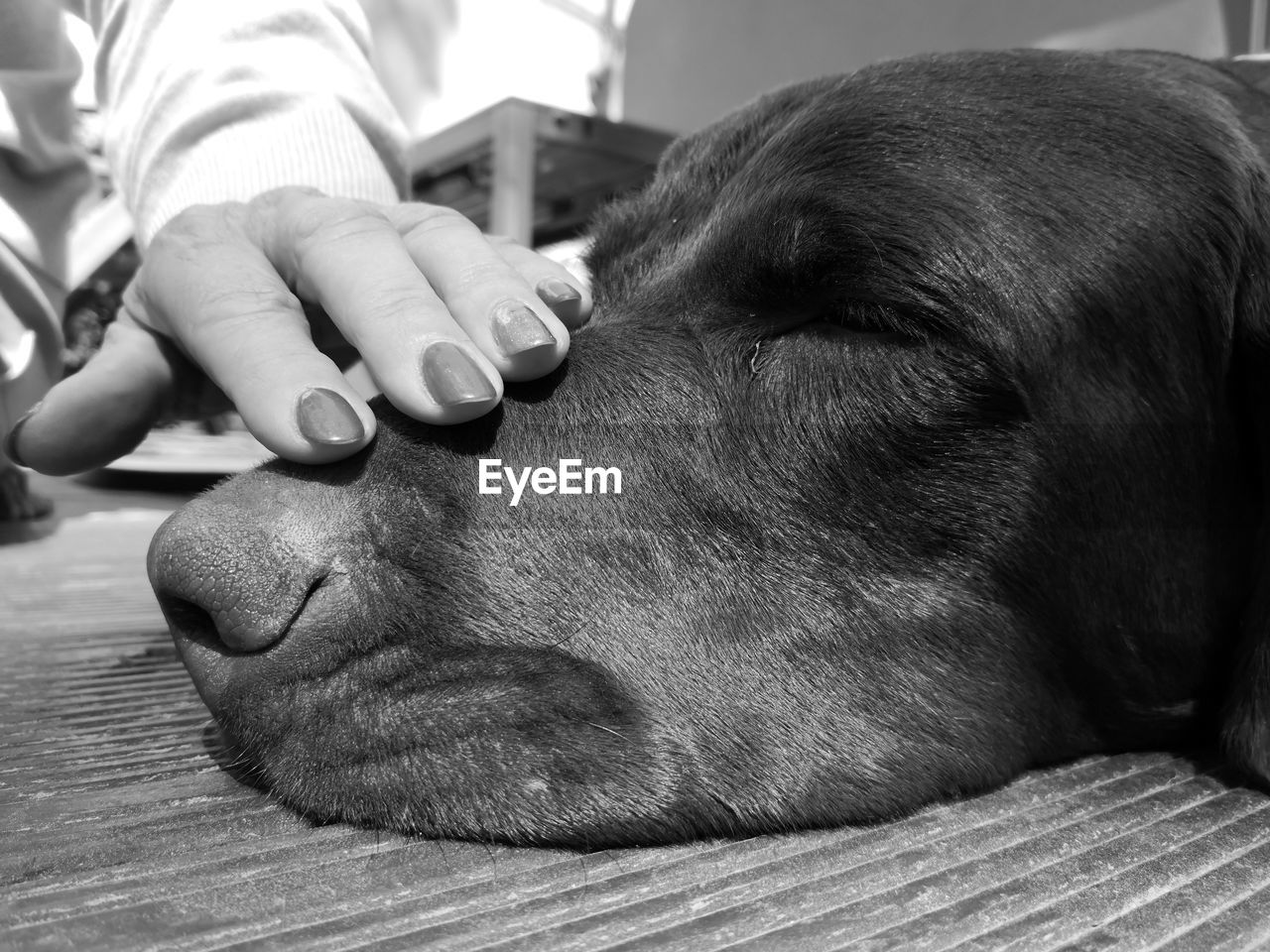 Close-up of woman with dog resting on hand