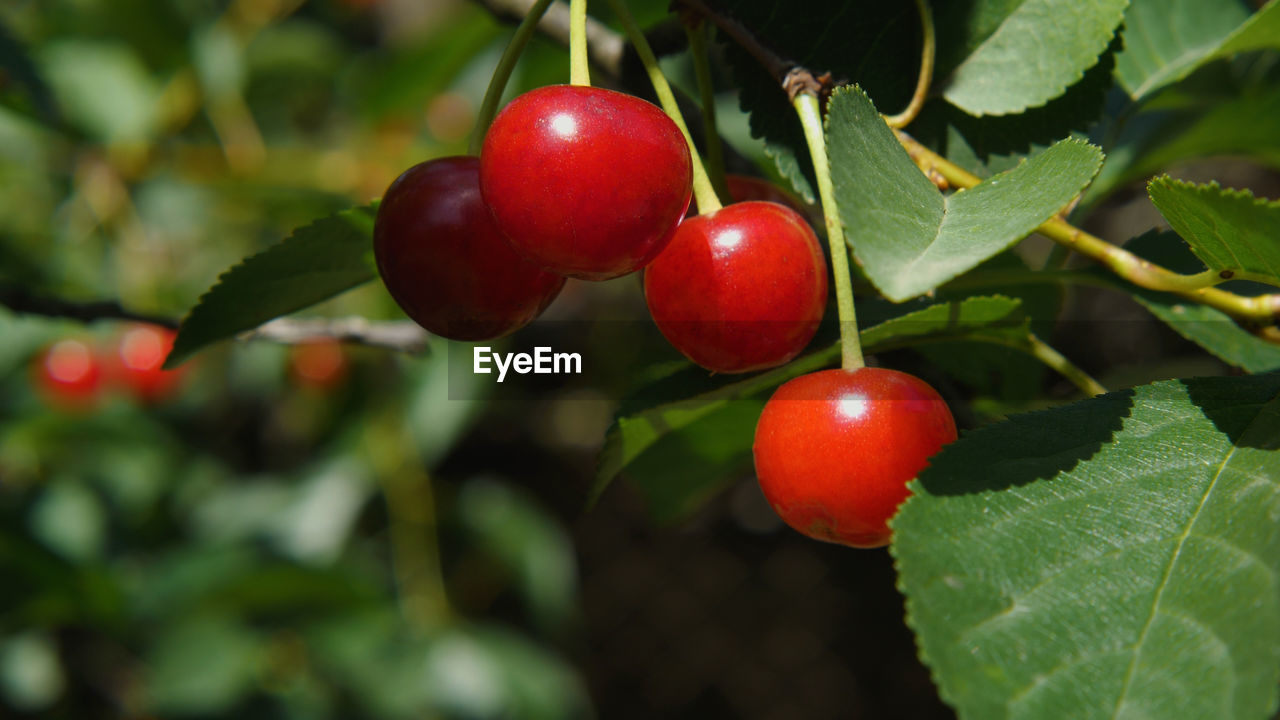 Close-up of tomatoes growing on tree