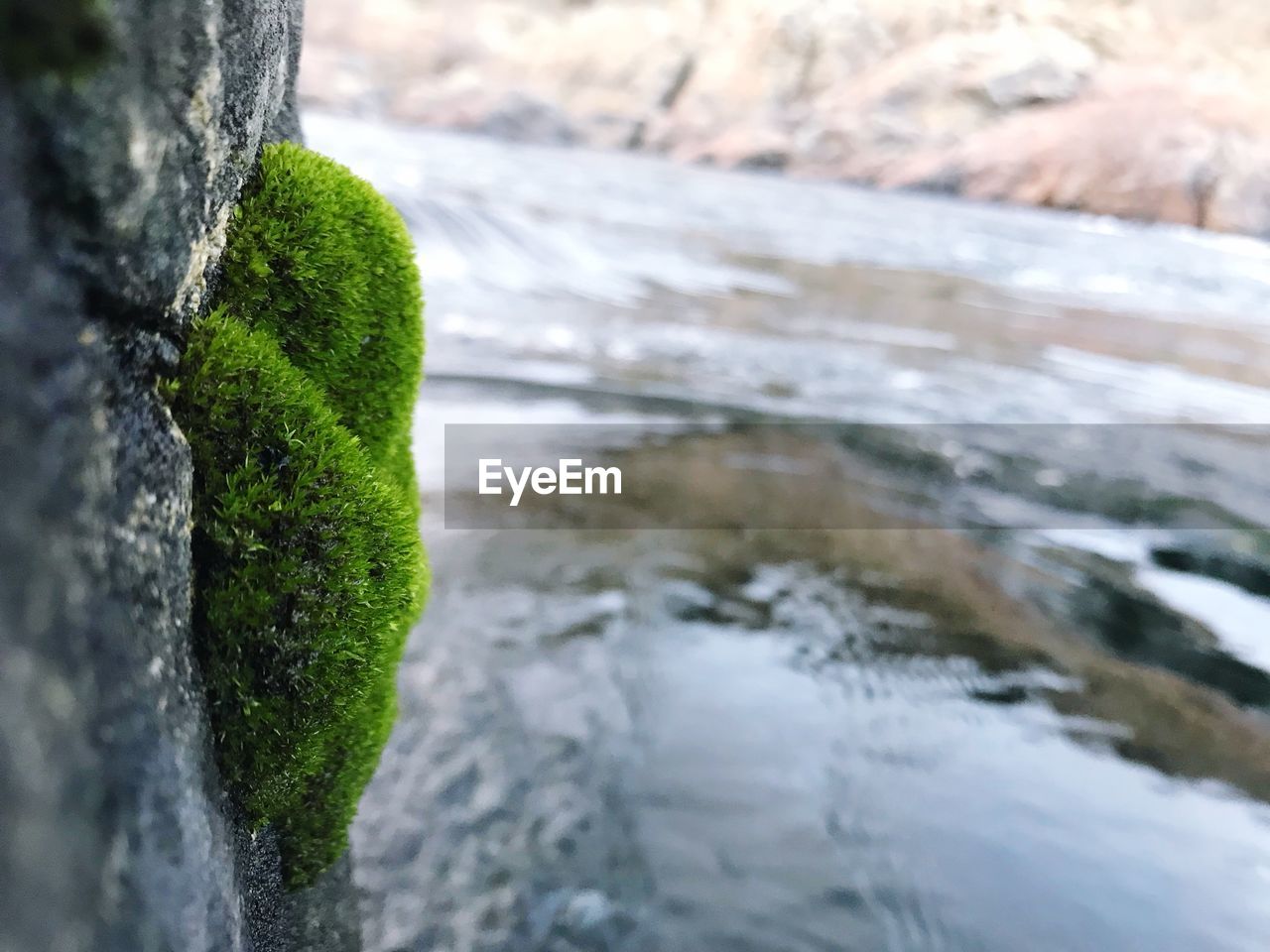 CLOSE-UP OF MOSS ON SHORE